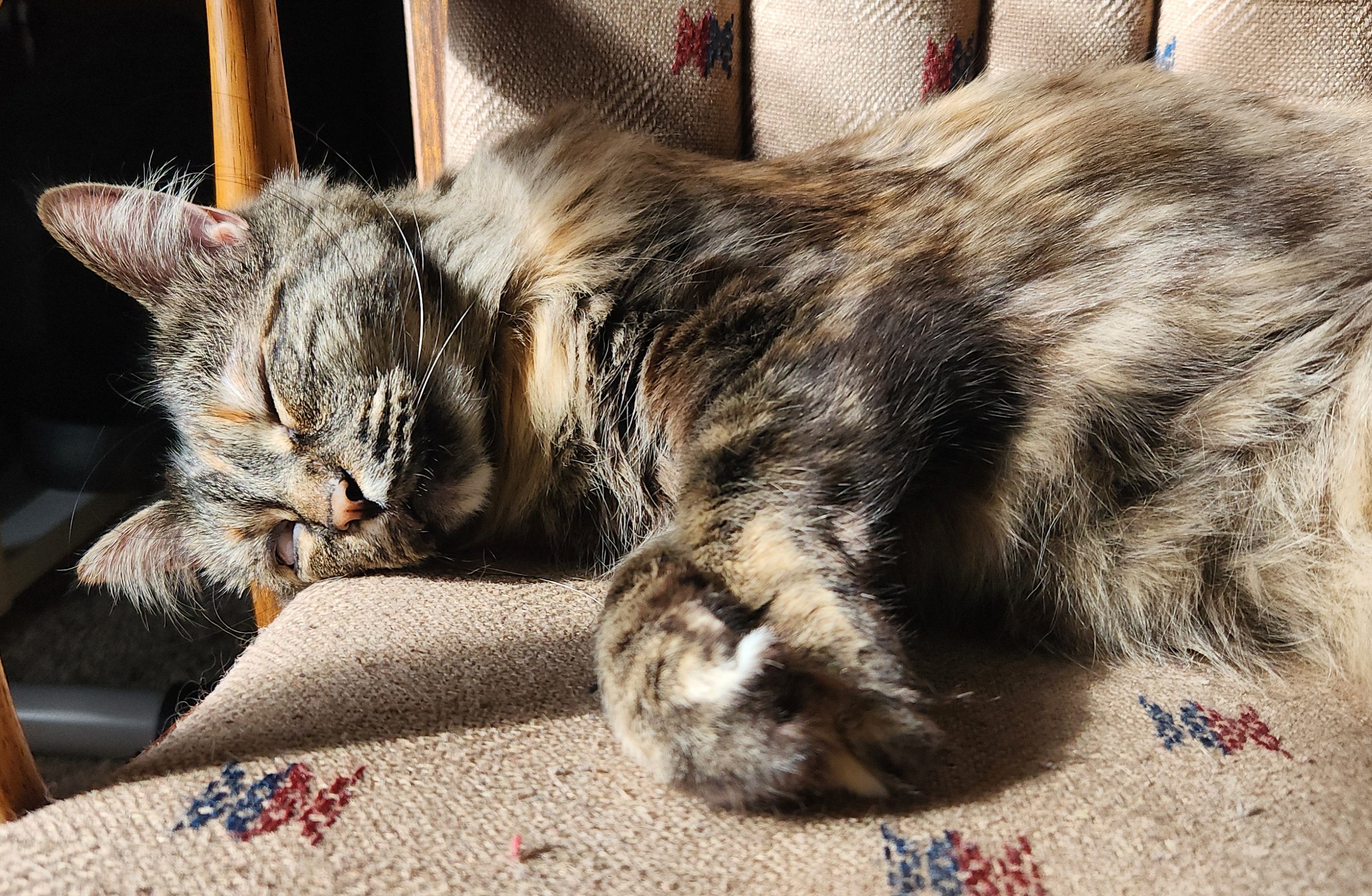 Tortoiseshell Maine Coon laying with comfy and sleepy on a rocking chair, wholly content with life.
