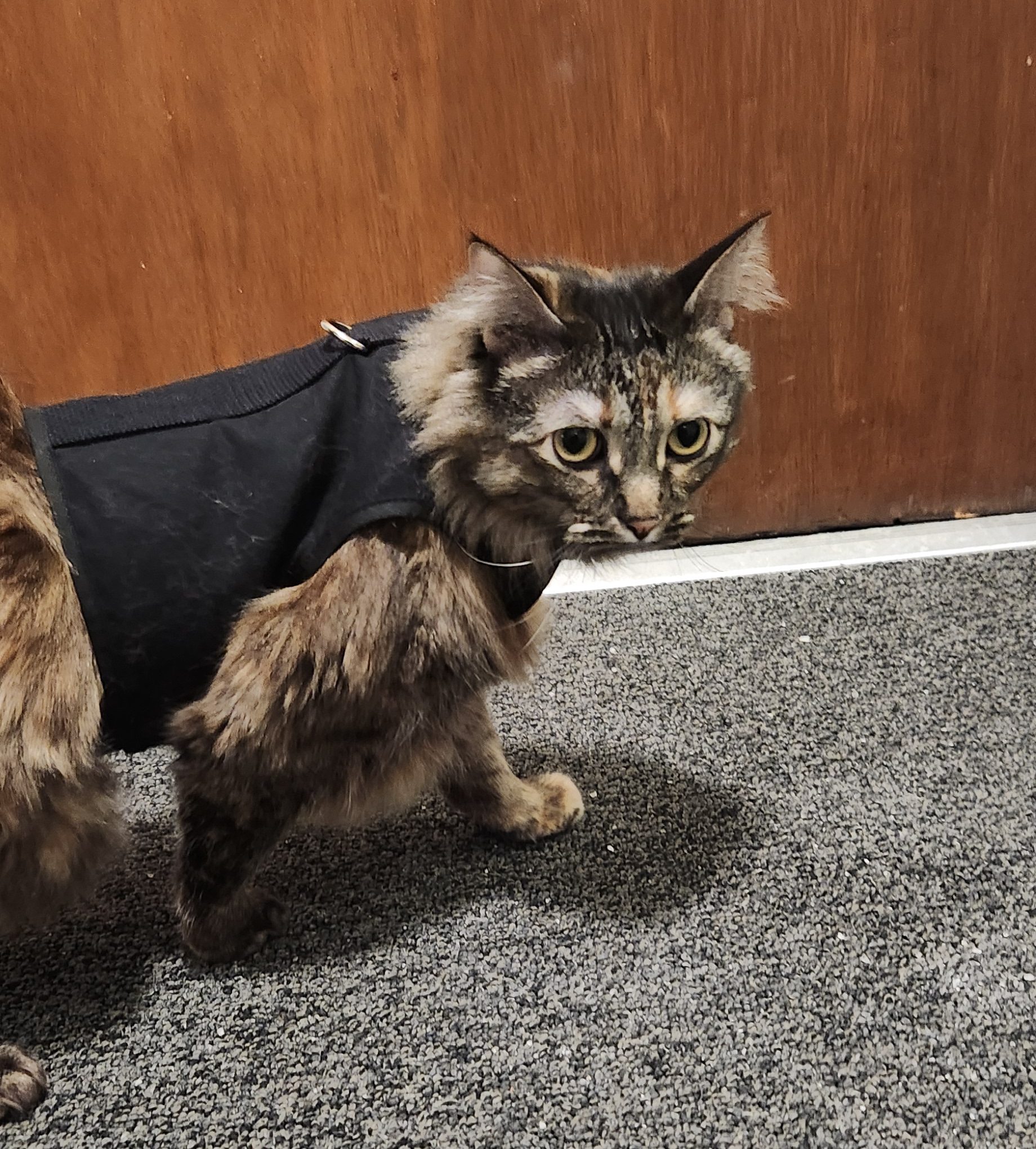 Tortoiseshell Maine Coon walking carefully past a door, looking at Human with big "want, but unsure if can have" eyes.