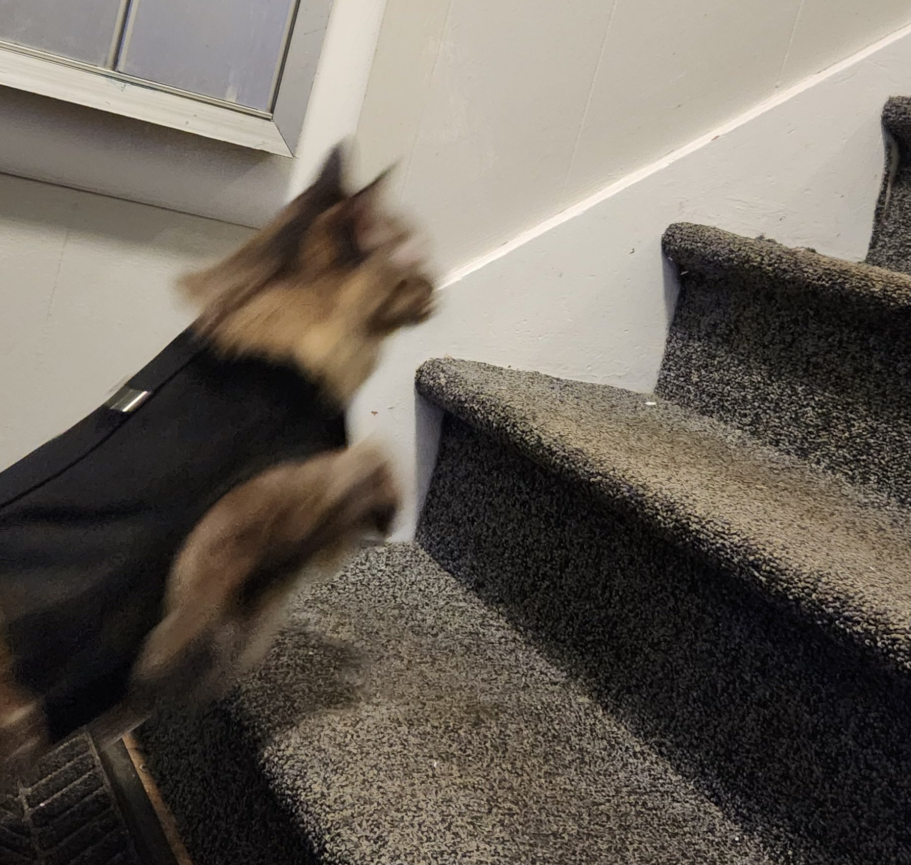 Blurred tortoiseshell Maine Coon leaping up stairs with her black harness on.
