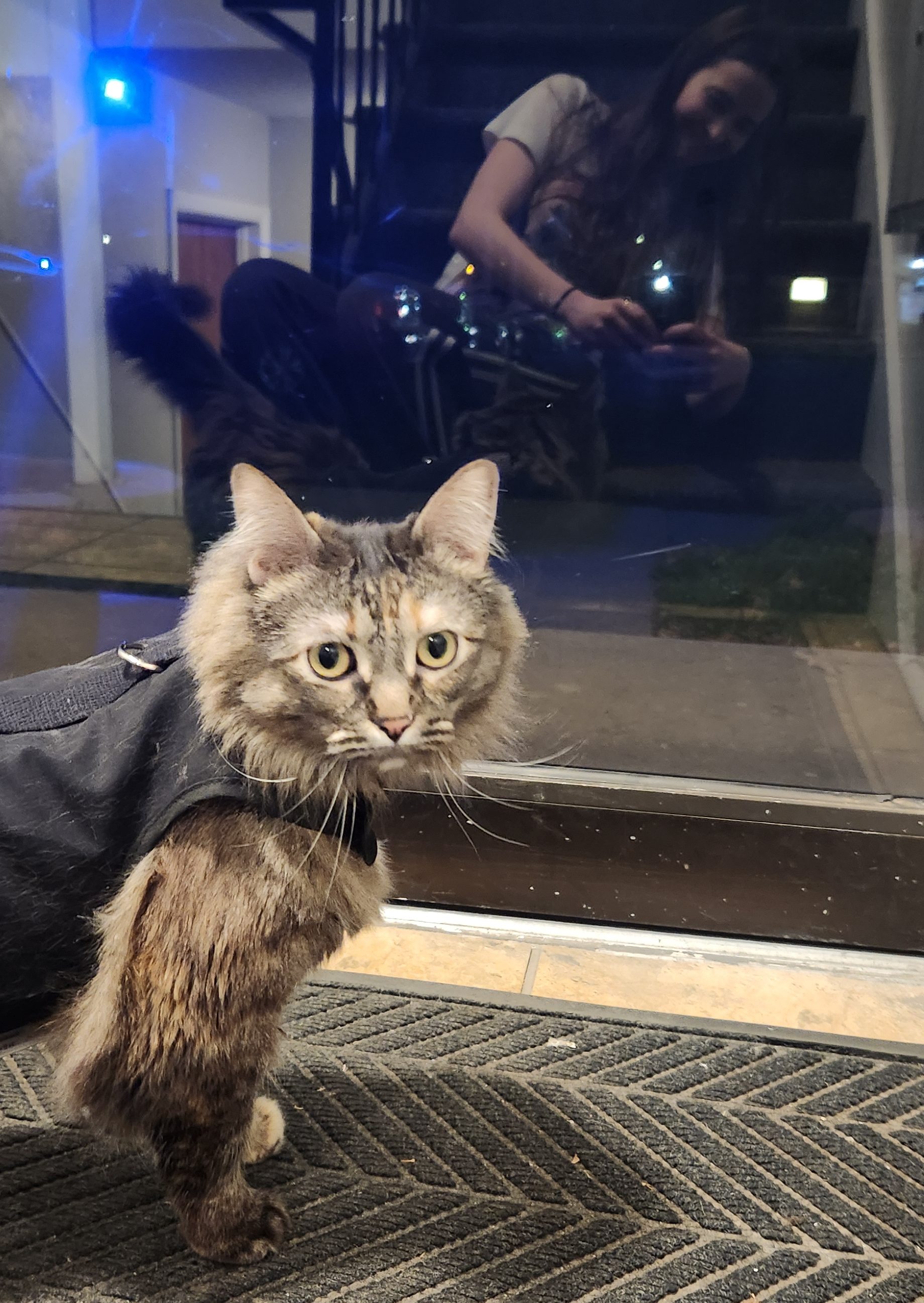 Tortoiseshell Maine Coon with black harness on, standing in front of window door to a parking lot. She looks back toward her human with uncertain, but curious eyes, while her human's reflection is in the window, showing her sitting cross legged on stairs as she takes a picture with her phone. 