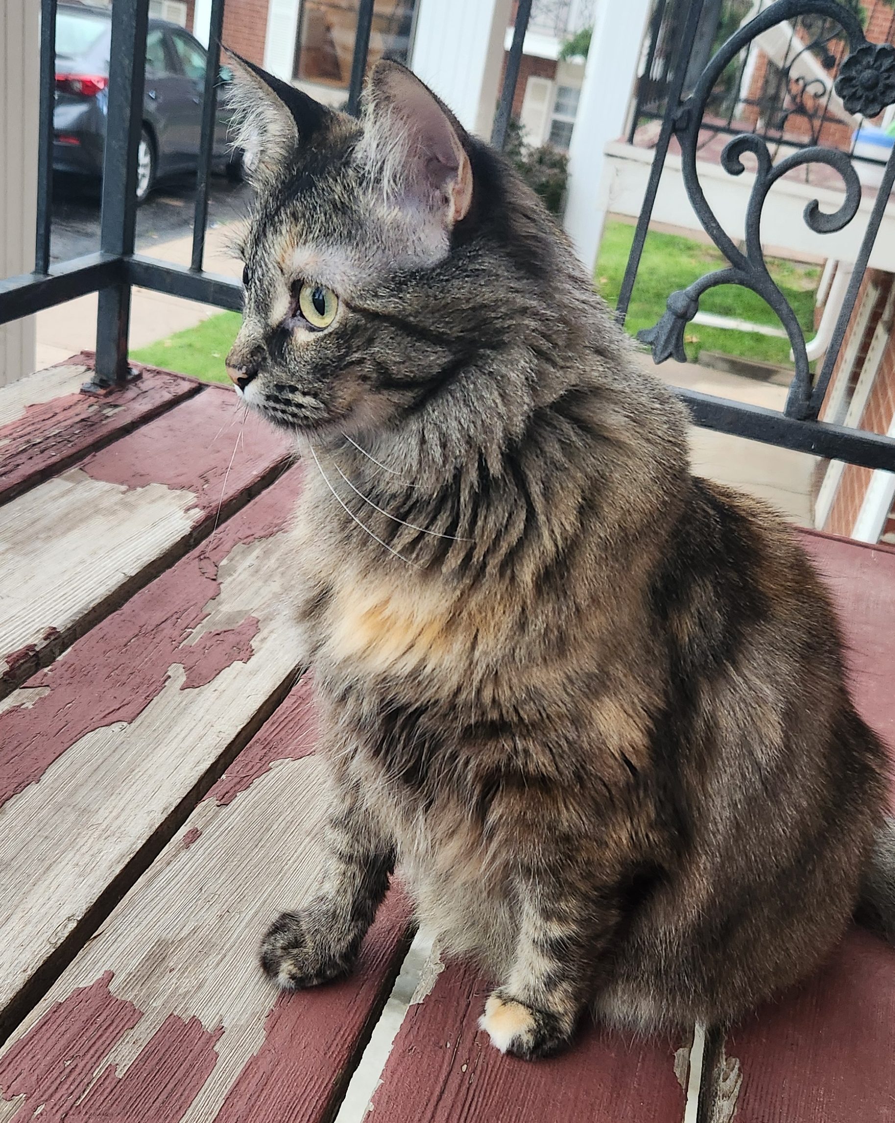 Tortoiseshell Maine Coon sitting on a balcony, ears perked as she looks outwards.