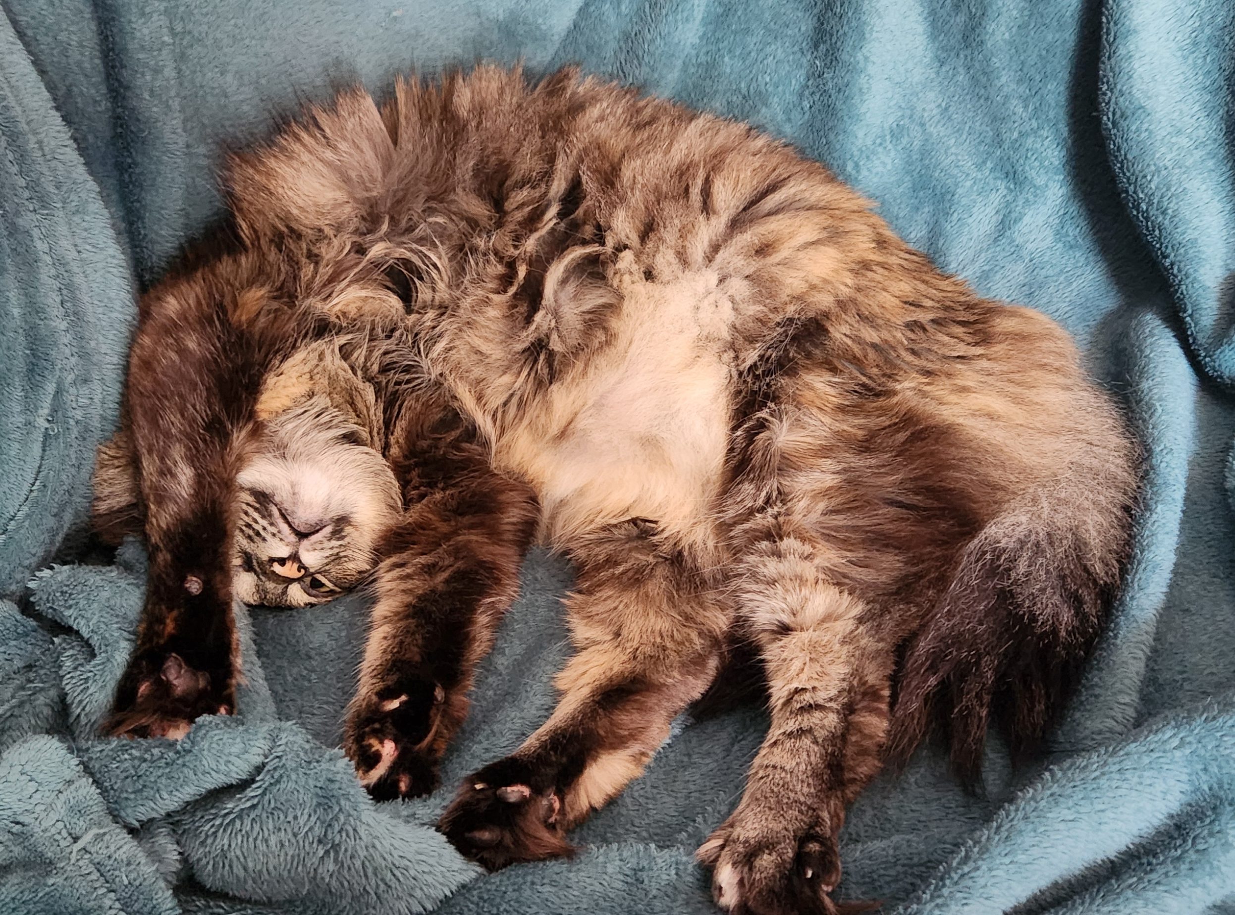Maine Coon curled up, upside down with her belly showing as she kneads her paws into a soft, green blanket. The look of mischief and joy is painted on her face. 